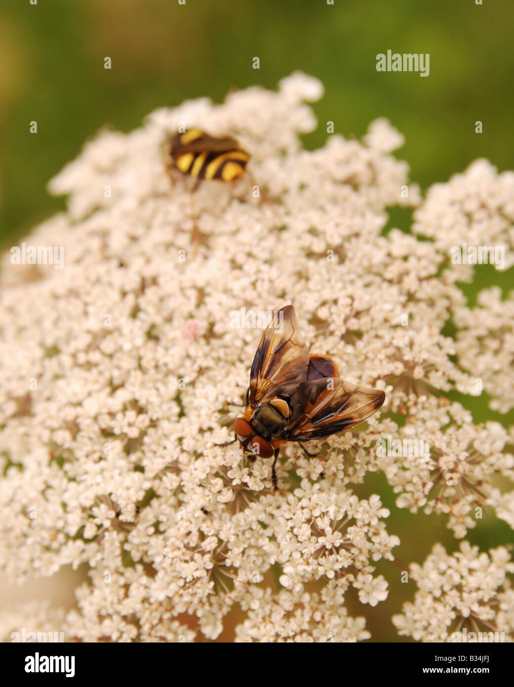 Alophora hemiptera fly Stock Photo