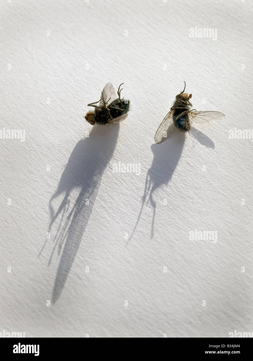 House flies captured on traditional sticky fly paper Stock Photo - Alamy