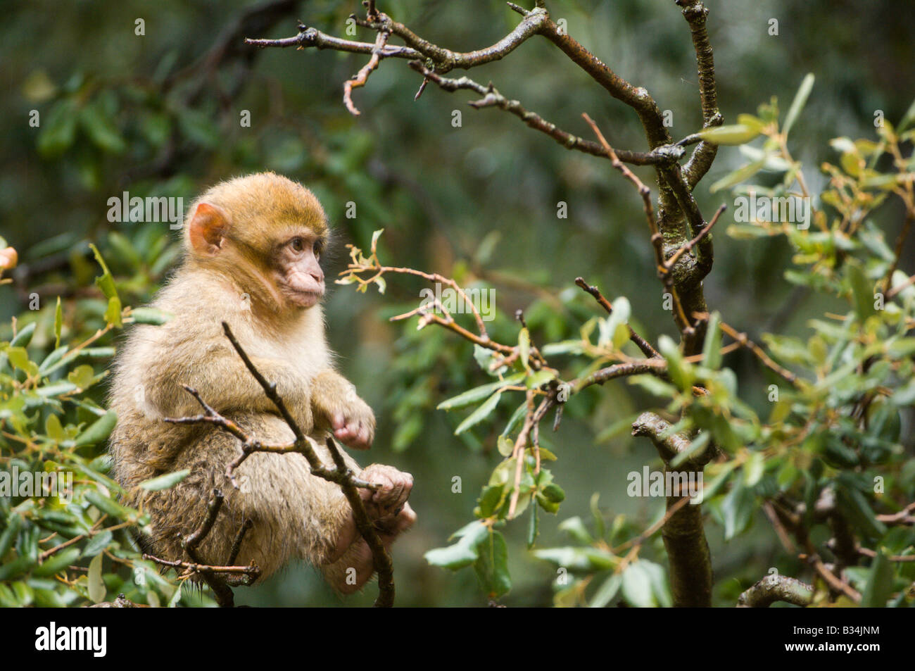 Baby Barbary Macaque (Macaca sylvanus) feeding on tree in the Cedar forest, Azrou, Morocco Stock Photo