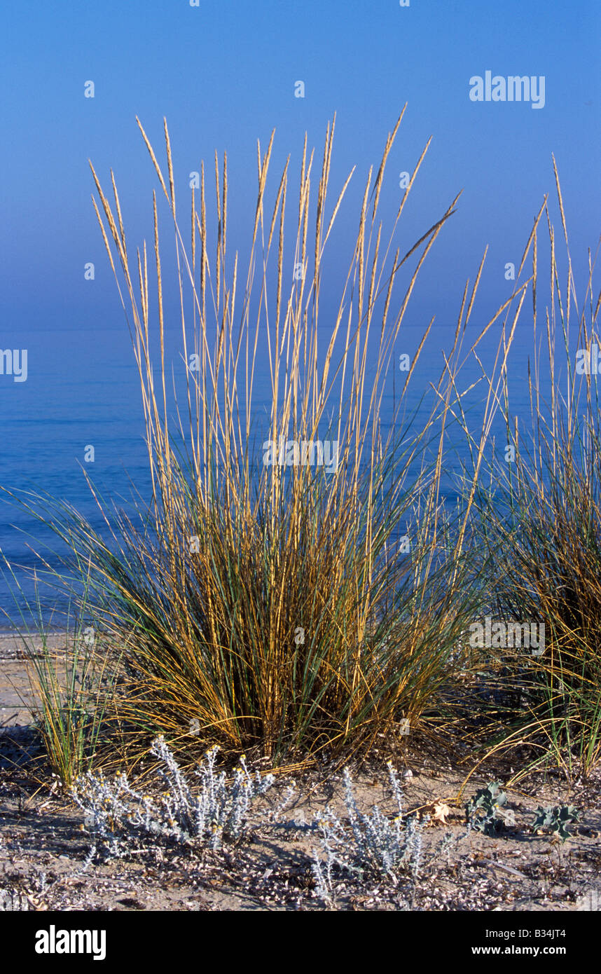 Greece, Halkidiki, Porto Sani. Grass on beach Stock Photo