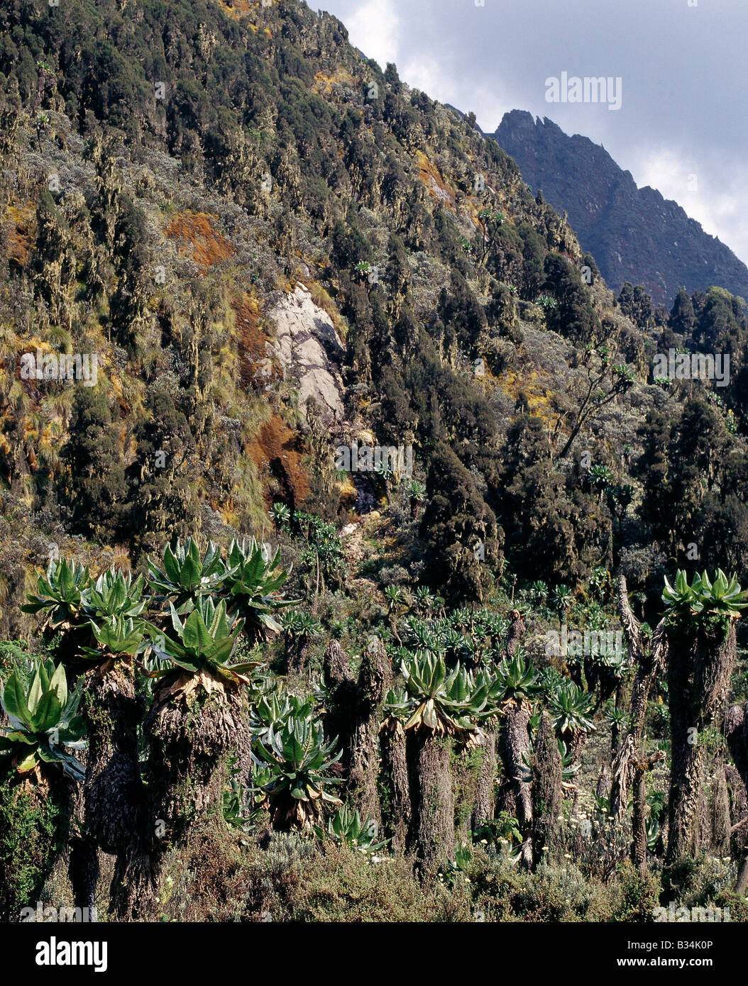 Uganda, Western Uganda, Rwenzori Mountains. Tree Senecios or Giant