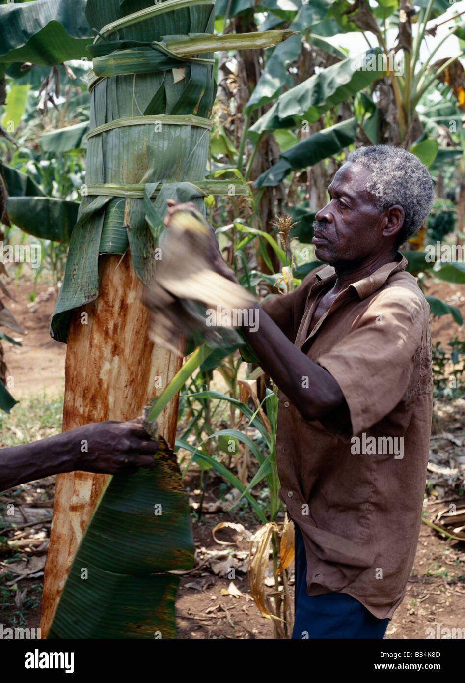 Uganda, Eastern Uganda, Masaka. The BaGanda and other Bantu-speaking peoples of Uganda still make cloth from the bark of certain trees using traditional methods. These days the cloth is principally used as shrouds.After the bark of a fig tree (Ficus natanensis) has been stripped, banana leaves are tied round the trunk to promote regeneration of the bark over the following twelve months. Stock Photo