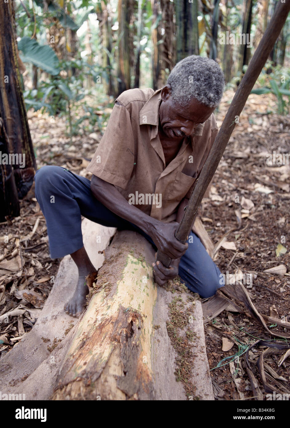 Uganda, Eastern Uganda, Masaka. The BaGanda and other Bantu-speaking peoples of Uganda still make cloth from the bark of certain trees using traditional methods. These days the cloth is principally used as shrouds.After the bark of a fig tree (Ficus natanensis) has been stripped, banana leaves are tied round the trunk to promote regeneration of the bark over the following twelve months. Then, the hard outer bark is scraped off to leave the soft inner layer. Stock Photo