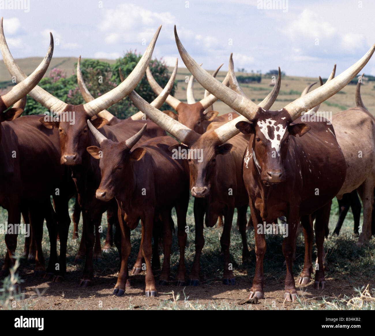 Uganda, Southern Uganda, Mbarara. Longhorned Ankole cattle are prized among the people of