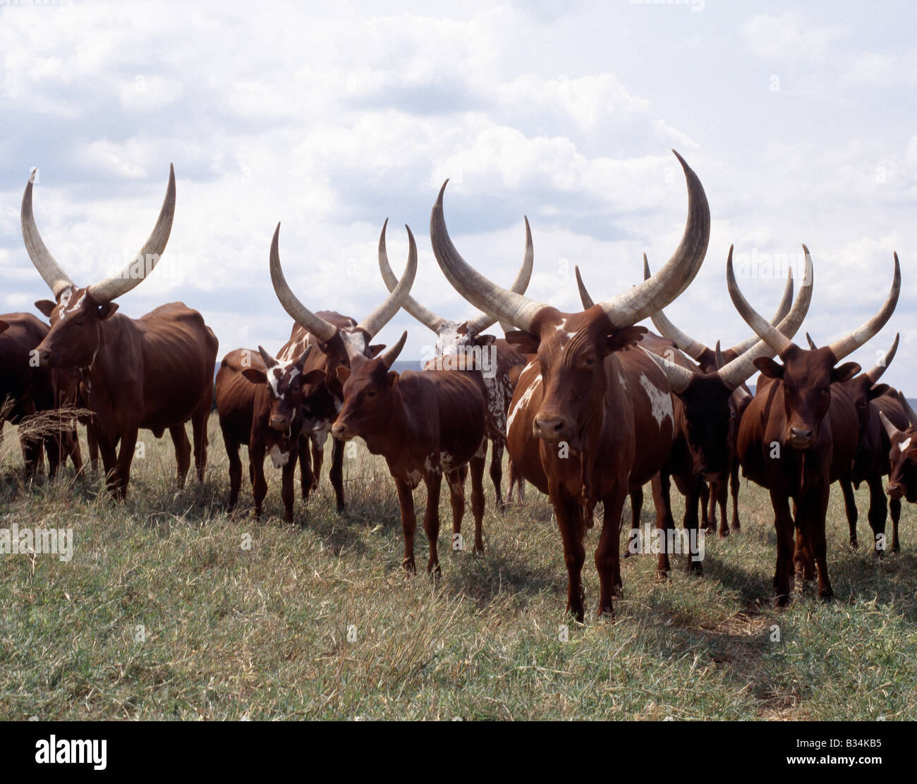 Uganda, Southern Uganda, Mbarara. Longhorned Ankole cattle are prized