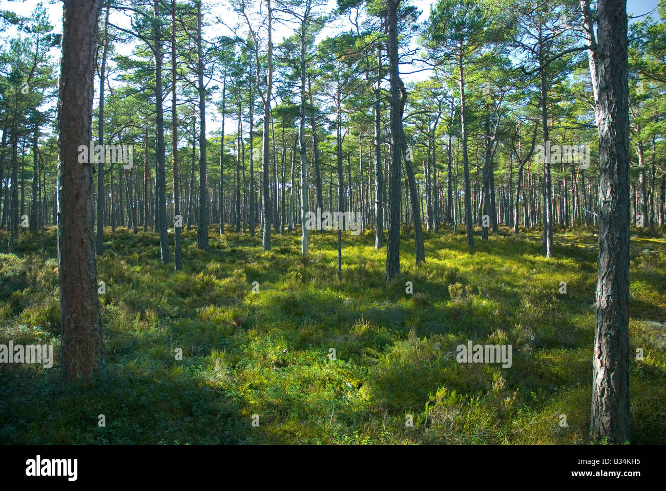 Forest mainly consisting of pine trees (Scots pine) on Sandhamn/Sandön island in the archipelago of Stockholm, Sweden. Stock Photo