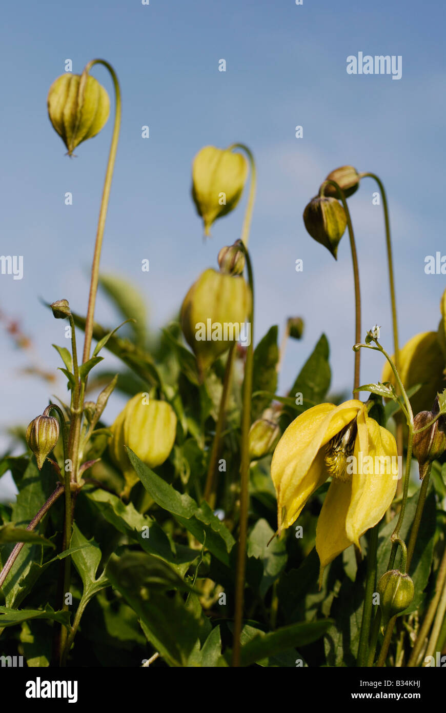 Yellow clematis flowers Stock Photo