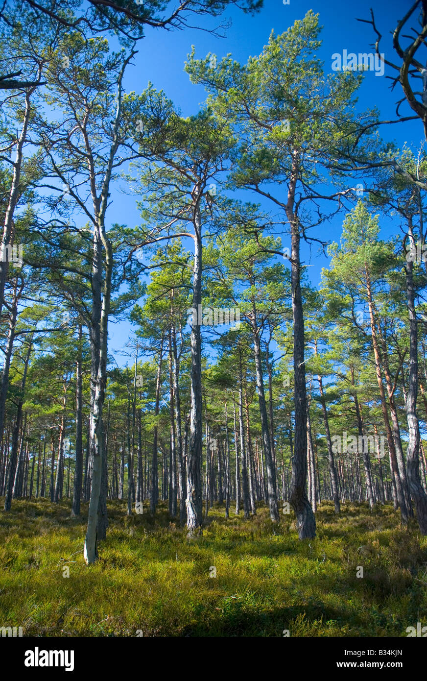Forest mainly consisting of pine trees (Scots pine) on Sandhamn/Sandön island in the archipelago of Stockholm, Sweden. Stock Photo