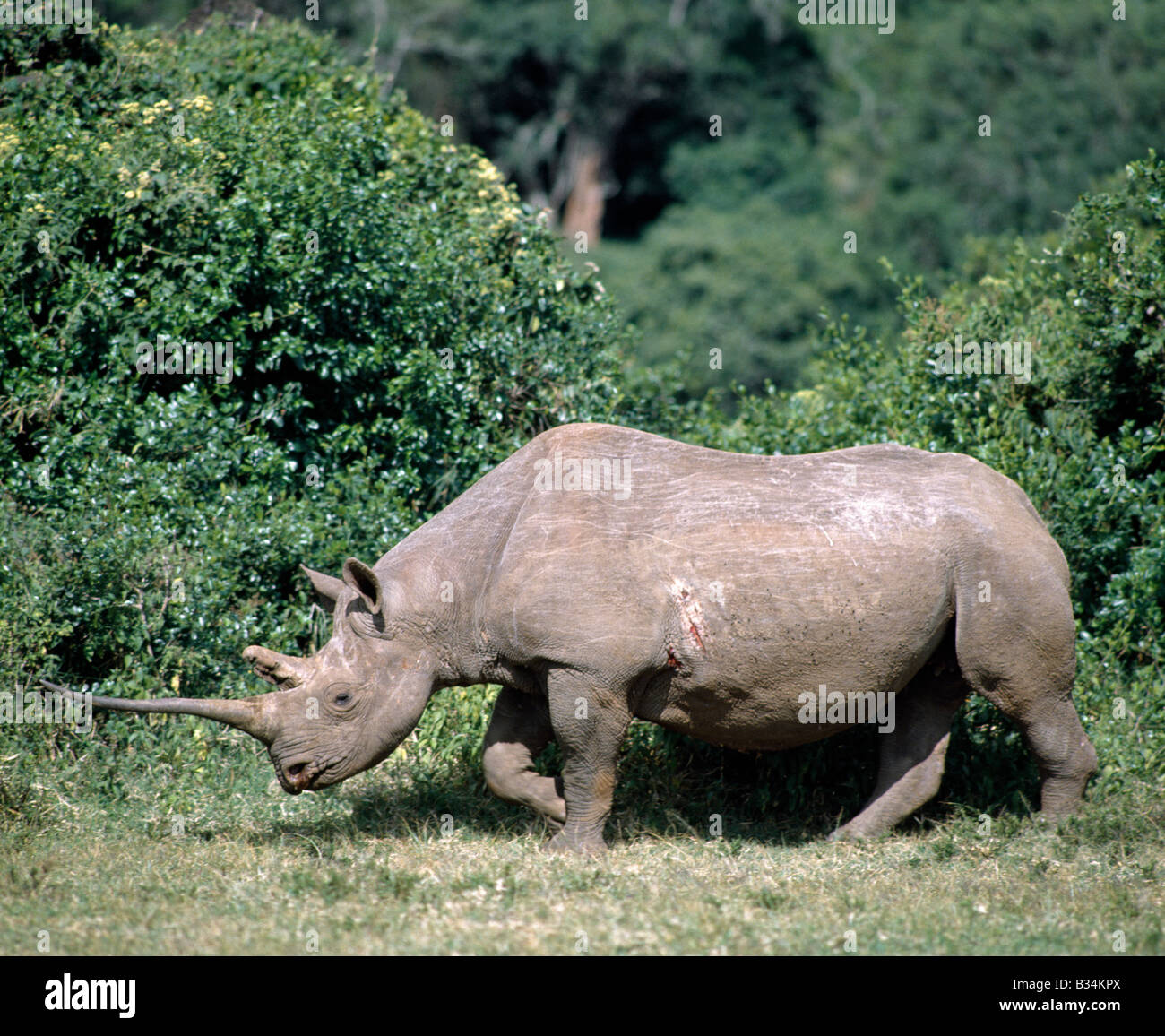 Kenya, Aberdare National Park, The Salient. A black rhino with a fine horn crosses a forest glade in the Aberdare National Park. . Stock Photo