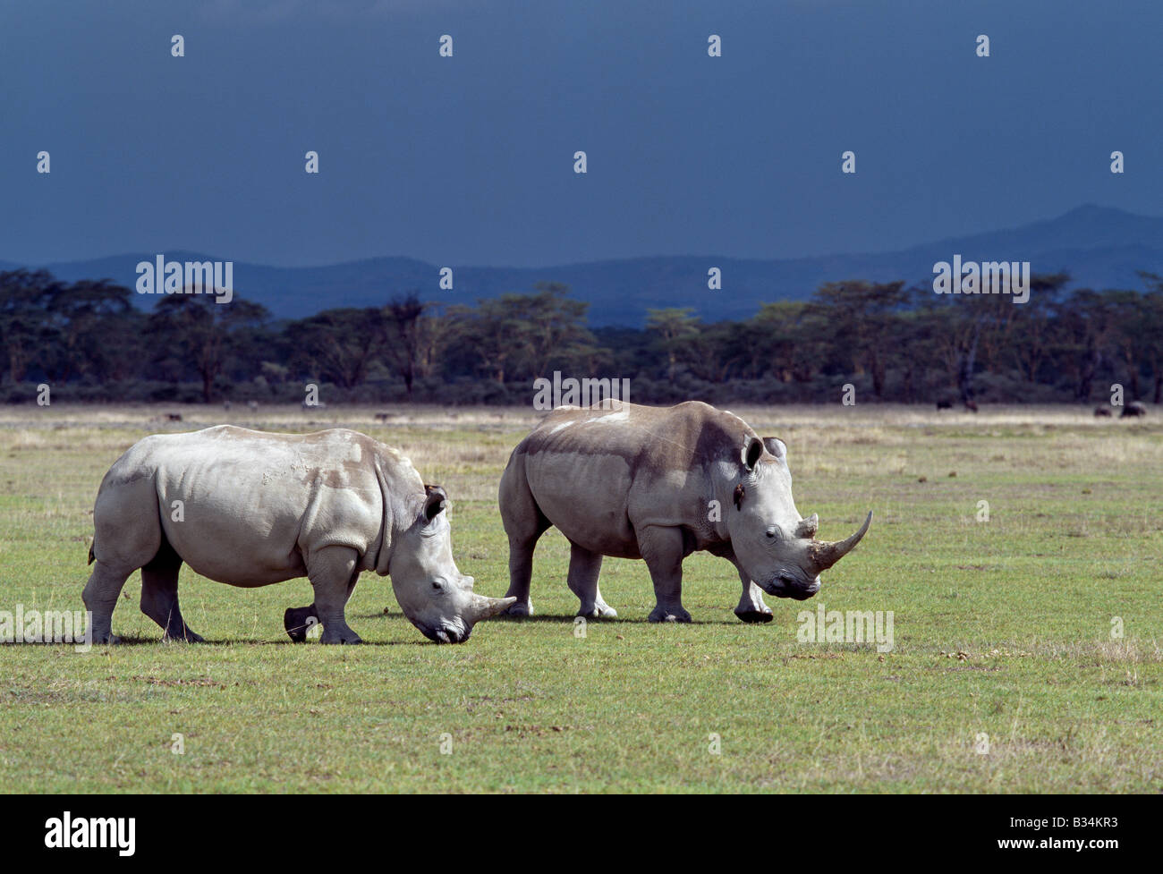 Kenya, Rift Valley Province, Nakuru National Park. Two white rhinos graze in the Lake Nakuru National Park under a threatening sky. A red-billed oxpecker clings to the neck of one of the rhinos.White rhinos are almost double the weight of black rhinos and are more docile. They are grazers rather than browsers so they do not compete for food with black rhinos. Stock Photo