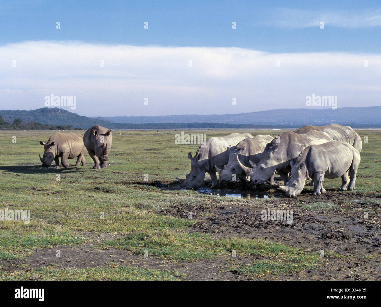Kenya, Rift Valley Province, Nakuru National Park. White rhinos in the Lake Nakuru National Park.White rhinos are almost double Stock Photo