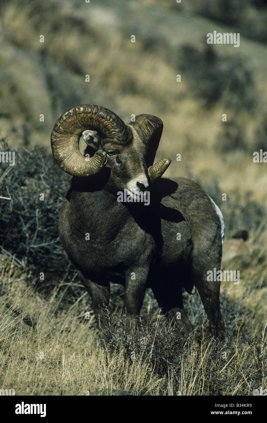 Bighorn Sheep Mountain Sheep Ovis canadensis adult male Rocky Mountain ...