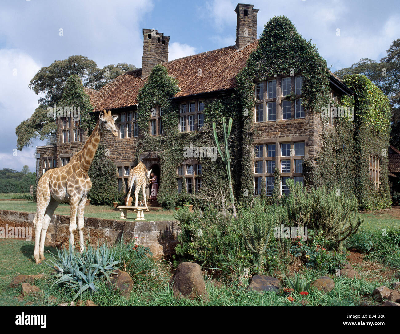 Kenya, Nairobi , The Giraffe Manor. Rothschild giraffes at The Giraffe Manor on the outskirts of Nairobi.The centre is a popular tourist destination. There are usually ten adult giraffes at the centre. When old enough, offspring are sent to other parks and private ranches. Stock Photo