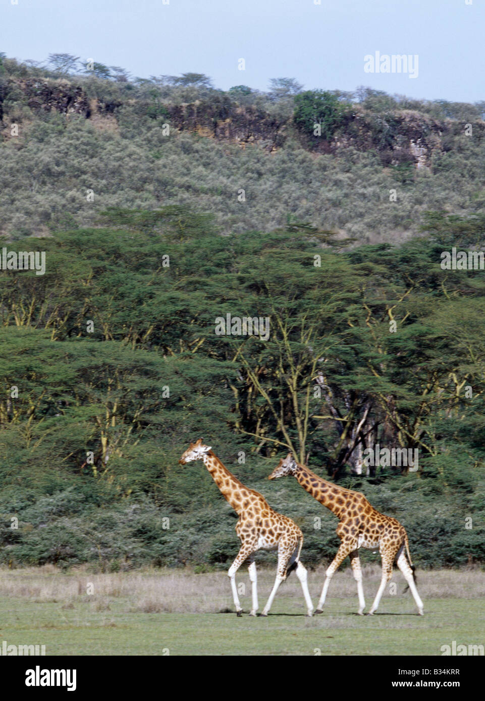 Kenya, Rift Valley Province, Nakuru National Park. Rothschild giraffes in the Lake Nakuru National Park. Stock Photo