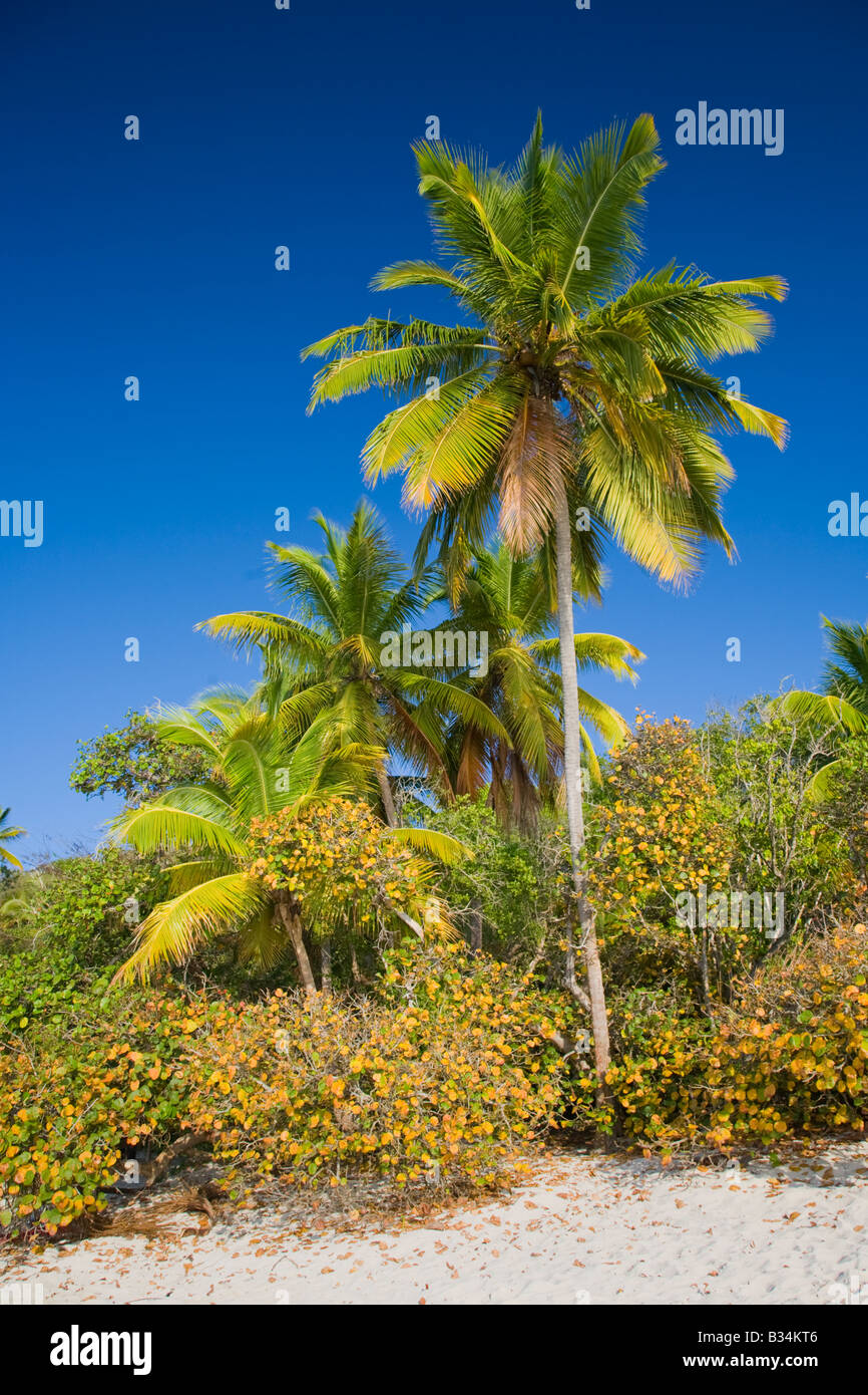 Palms trees on the caribbean island of St John in the US Virgin Islands