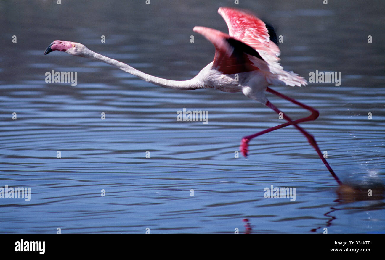 Kenya, Rift Valley Province, Lake Bogoria. A greater flamingo takes off