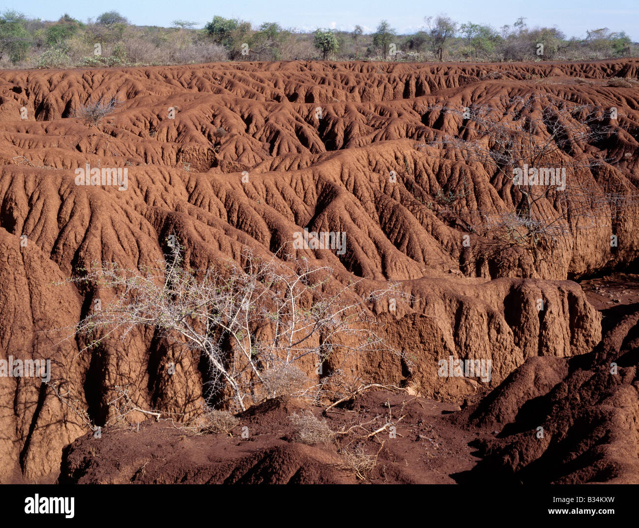 Kenya, Rift Valley Province, Baringo District. Serious soil erosion in Baringo District caused by poor agricultural methods and Stock Photo
