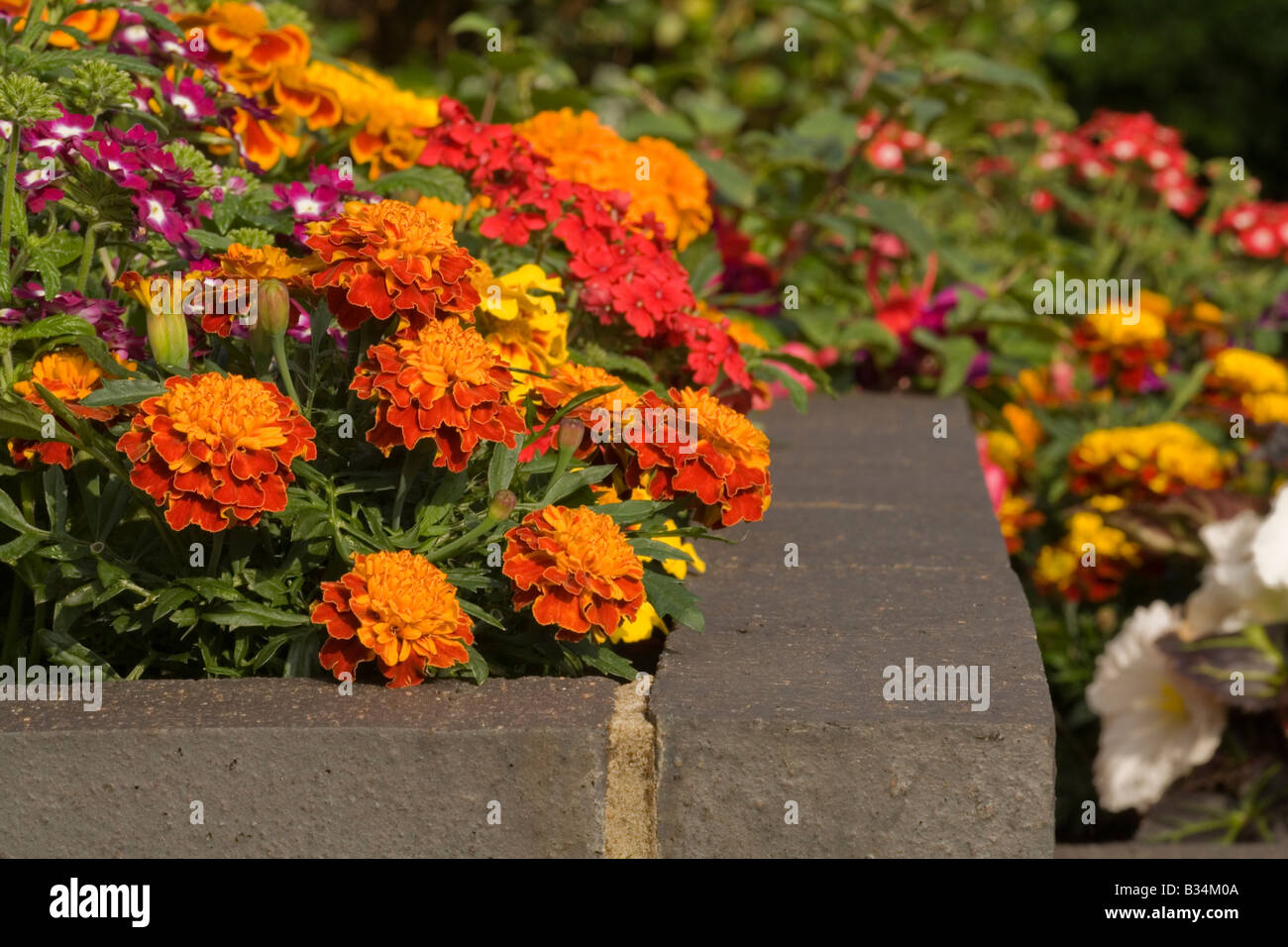 A raised flower bed in a garden Stock Photo