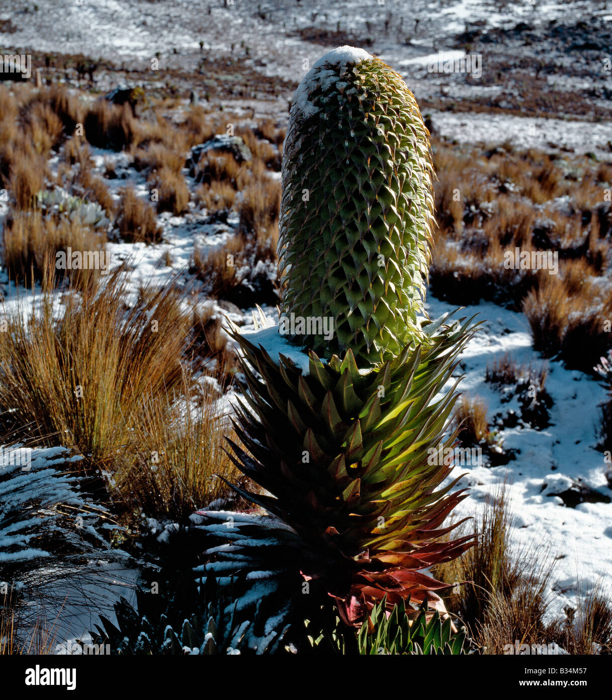 Kenya, Central Highlands, Mount Kenya. A lobelia (Lobelia deckenii spp keniensis) flourishes in snow on the upper slopes of Mount Kenya (17,058 feet). The range of this sub-species is restricted to the upper slopes of Mount Kenya, above 10,500 feet. Stock Photo