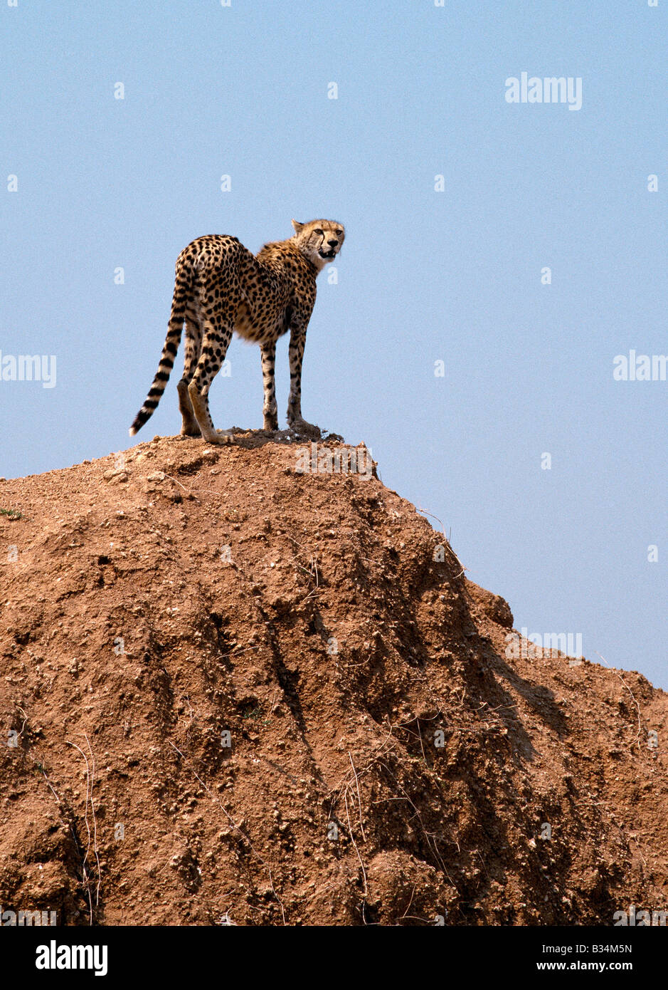 Kenya, Narok District, Masai Mara. A cheetah surveys the countryside for a quarry from the top of an earth mound. Stock Photo