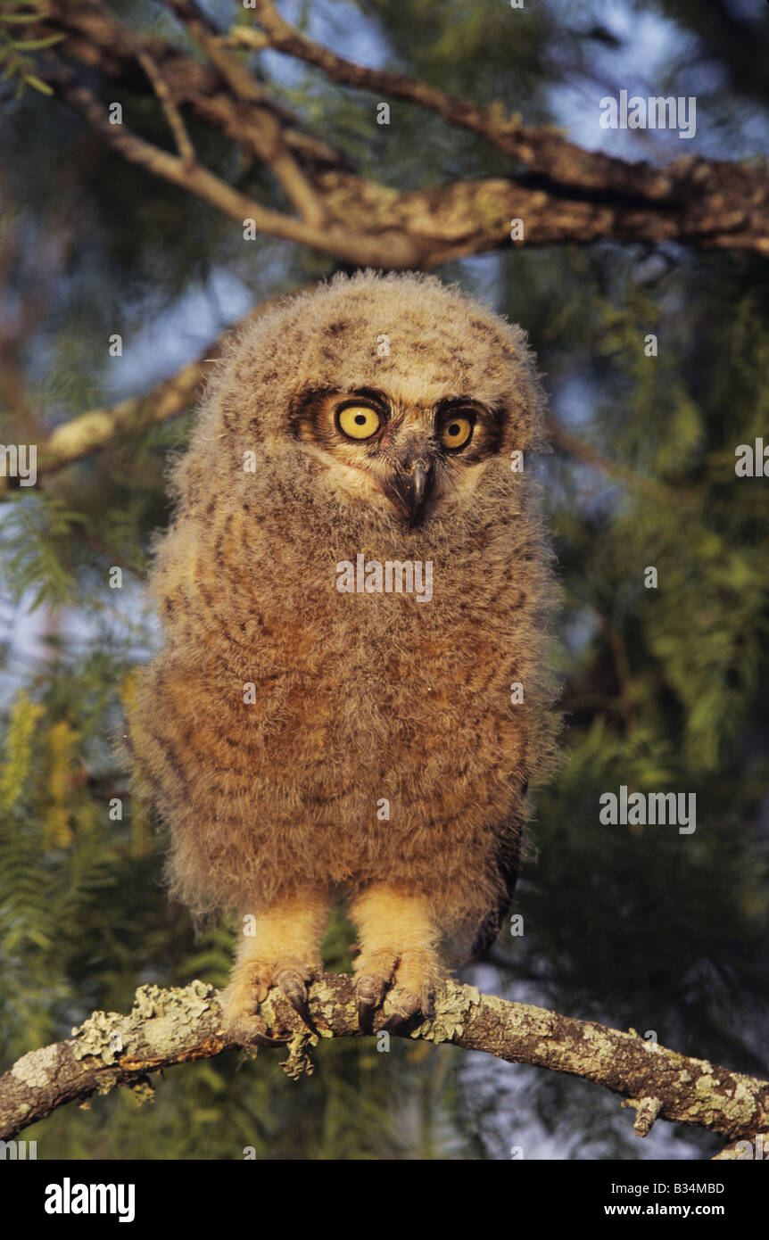 Great Horned Owl Bubo virginianus young fledling Starr County Rio Grande Valley Texas USA Stock Photo