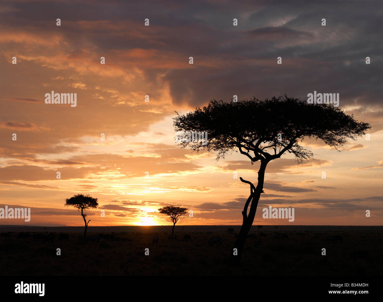 Kenya, Narok District, Masai Mara. Balanites trees silhouetted against a setting sun in Masai Mara Game Reserve. Stock Photo
