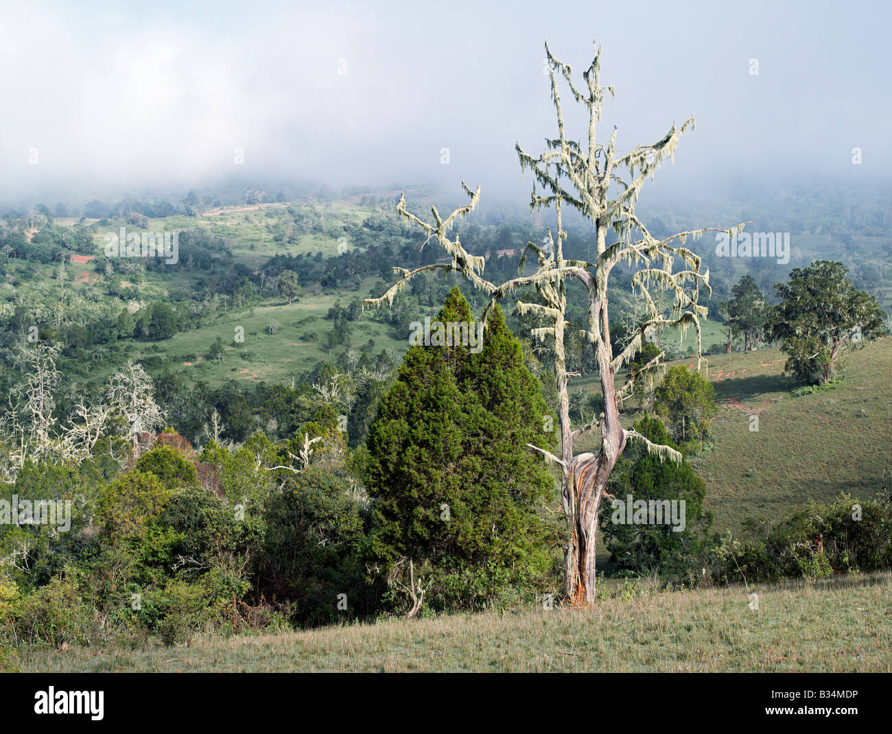 Kenya, Samburu District, Latakwen. Lichen- covered cedar trees and low clouds are a feature of the 8,000-foot-high highland area of Samburu District, close to Poro. Stock Photo