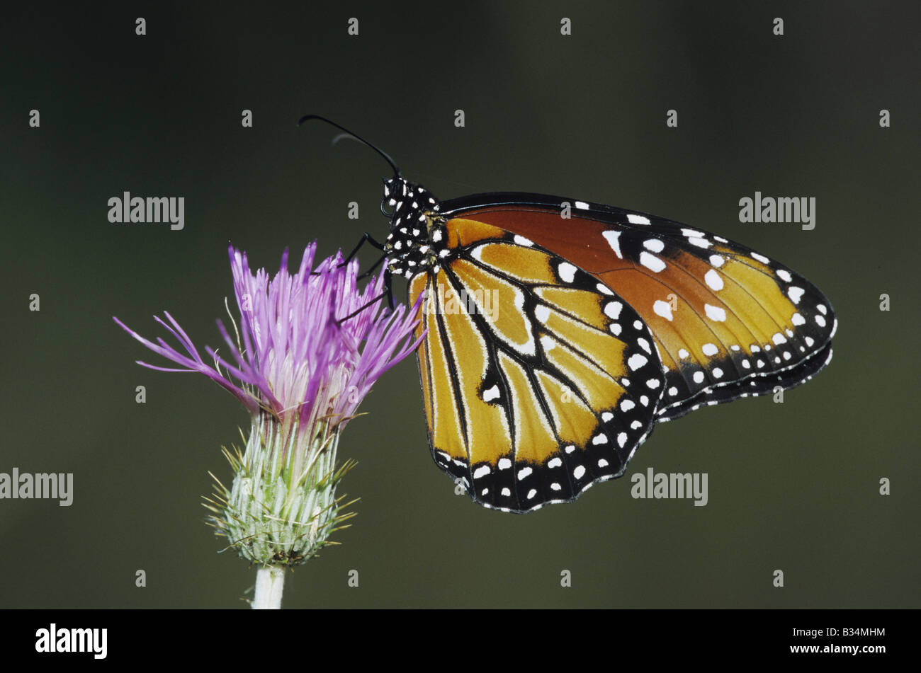 Queen Butterfly Danaus gilippus adult feeding on thistle Sinton Coastel