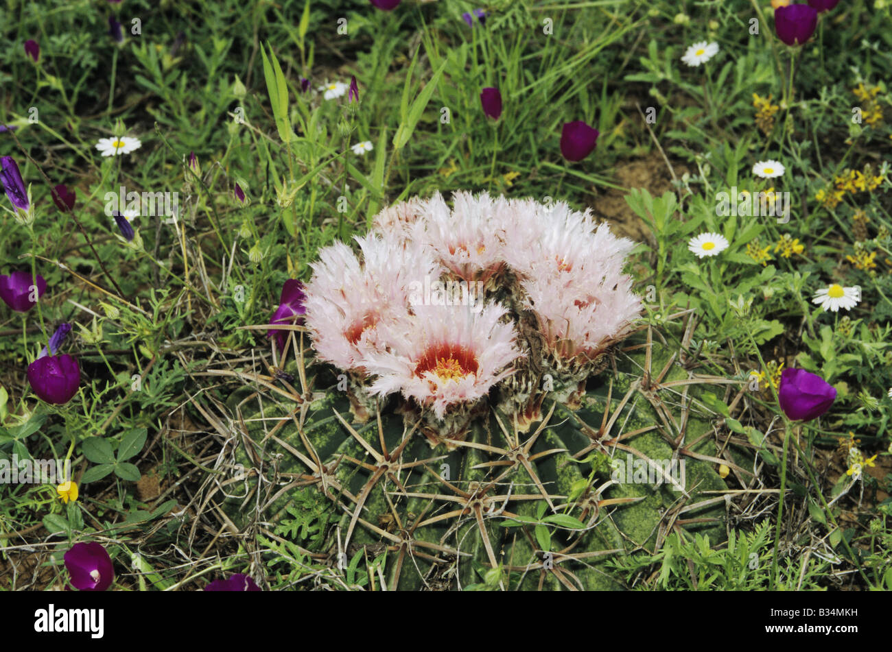 Texas Horse Crippler Echinocactus texensis blooming among wildflowers Starr County Rio Grande