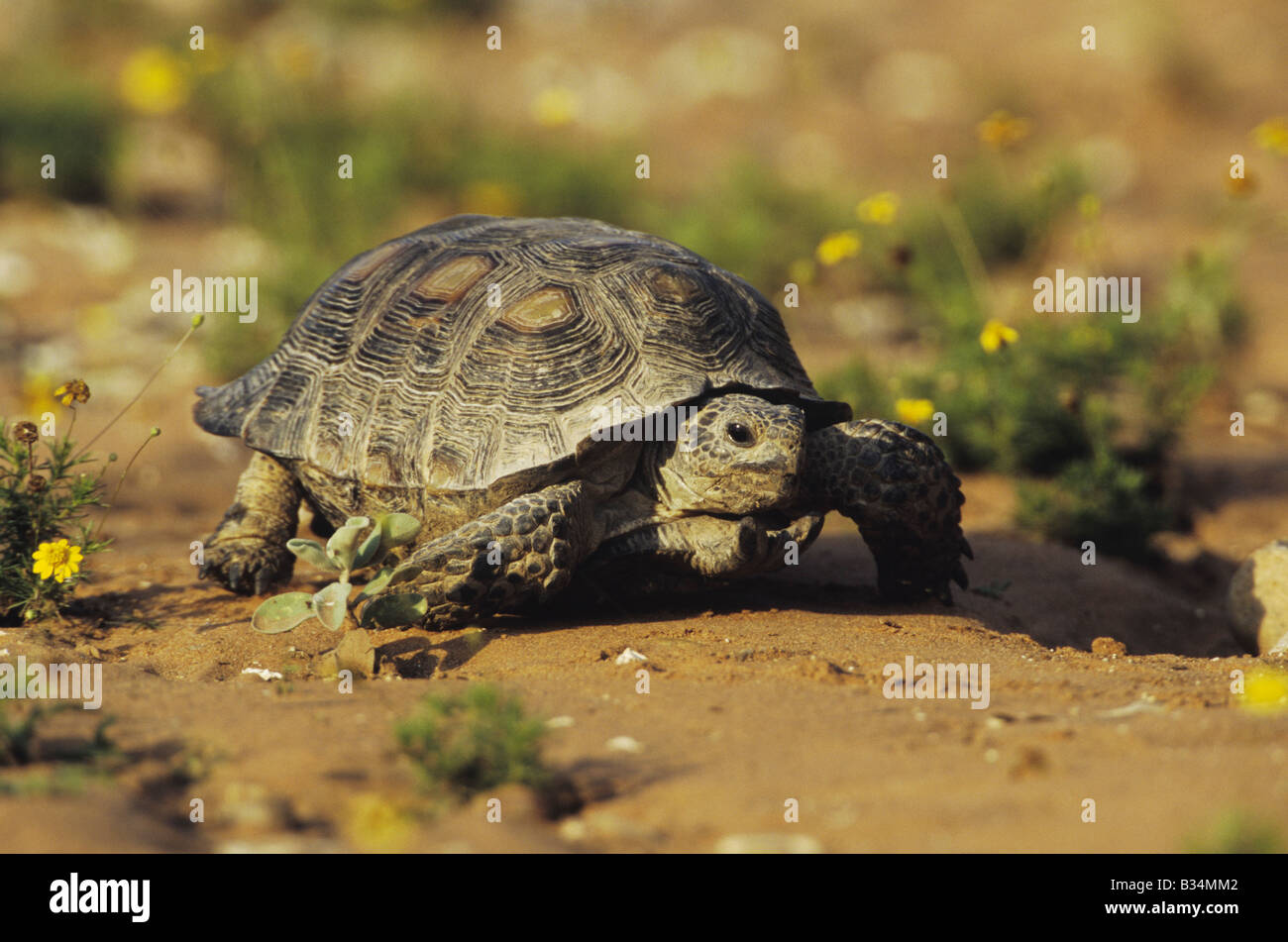 Texas Tortoise Gopherus berlandieri adult walking Starr County Rio Grande Valley Texas USA Stock Photo