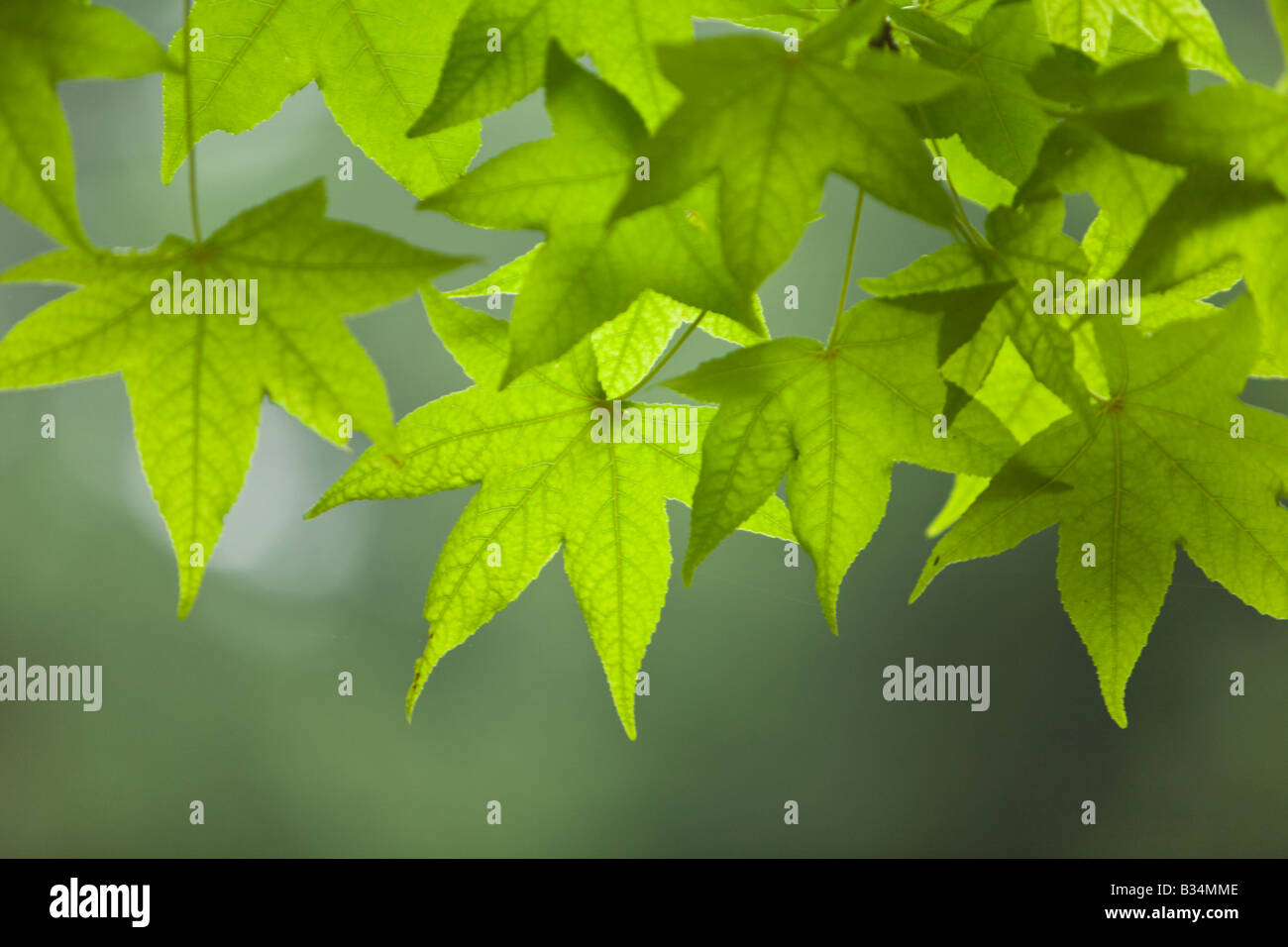 Sweet Gum Tree leaves Liquidambar styraciflua pendula Stock Photo Alamy