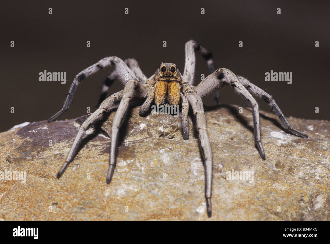Wolf Spider Lycosidae adult perched on rock Starr County Rio Grande Valley Texas USA Stock Photo