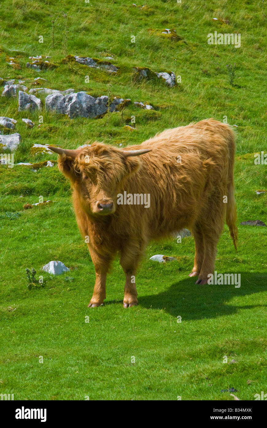 Highland beef cattle grazing in Yorkshire Dales Stock Photo