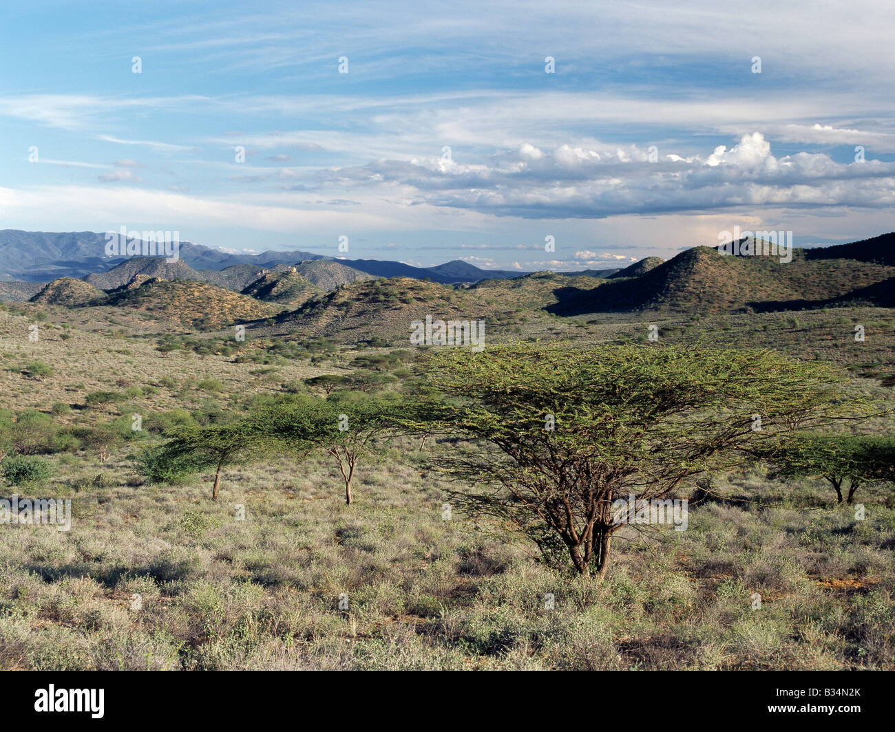 Thorn scrub country hires stock photography and images Alamy