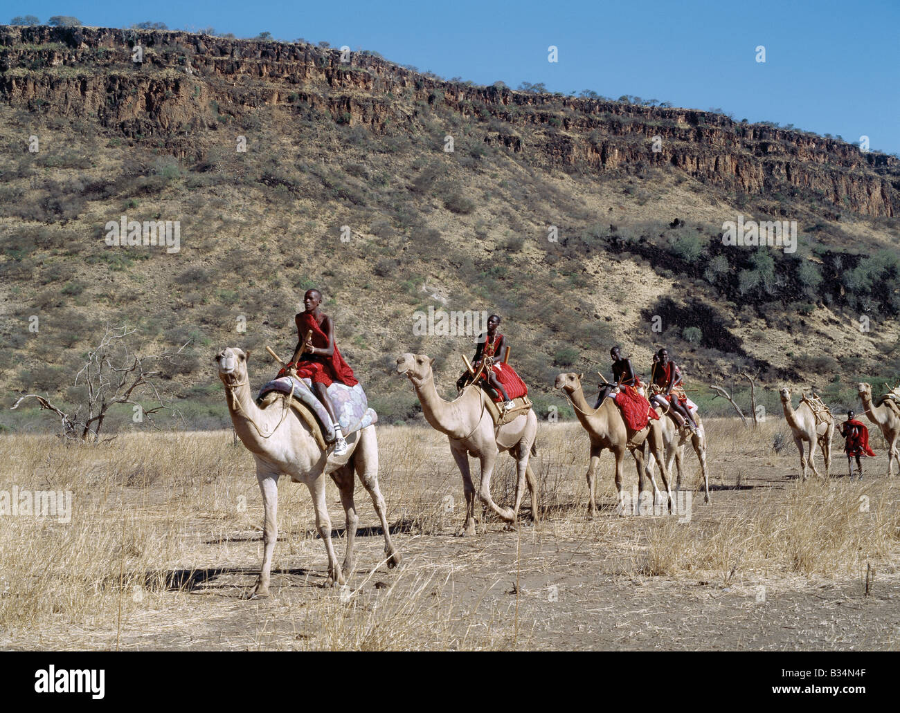 Kenya, Rift Valley Province, Olorgasailie. Maasai men ride camels in the dry bush country at Olorgasailie, situated between Nairobi and Lake Magadi. Stock Photo