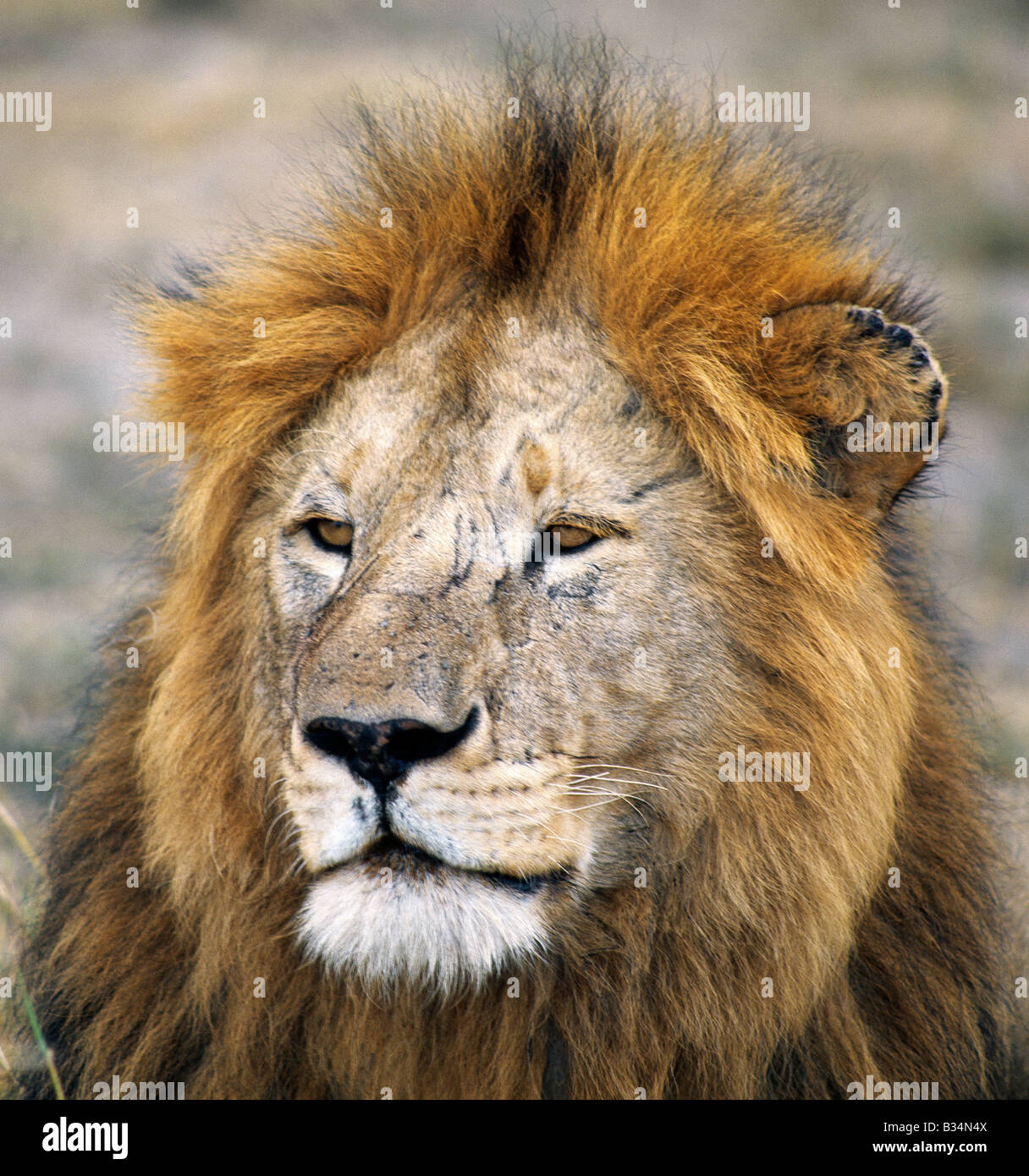 Kenya, Narok District, Masai Mara National Reserve. A fine male lion.Adult male lions weigh up