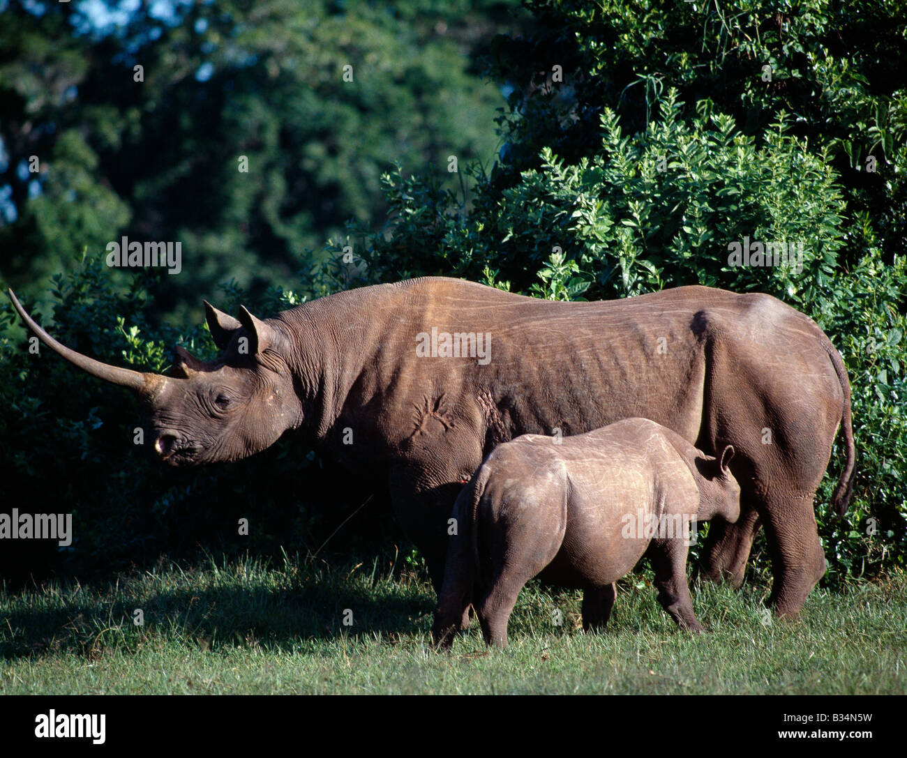 Kenya, Central Province, Aberdare National Park. A black rhino and calf in the Salient of the Aberdare National Park. Their skin colour is the result of the mud-wallows they frequent in the bright red soil of the area.Rhino offspring suckle for up to a year and only begin to take water after 4 to 5 months. Stock Photo