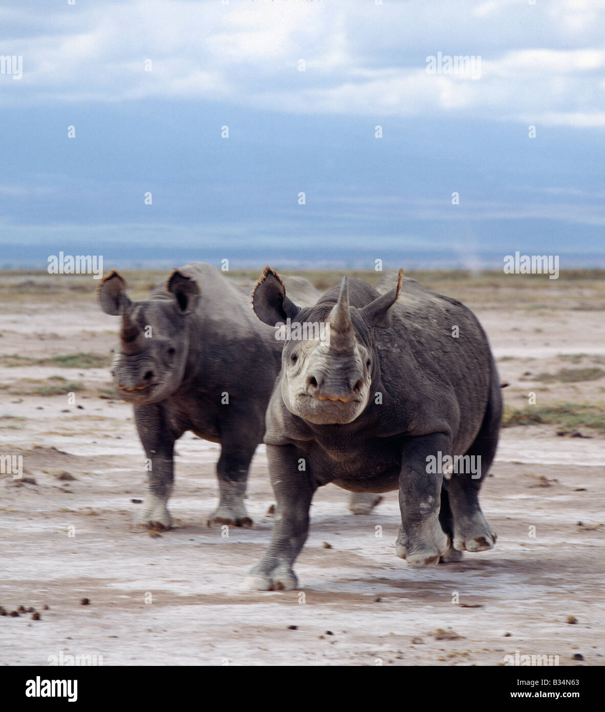 Kenya, Kajiado District, Amboseli. Two black rhinos on the open plains at Amboseli. Poaching of this severely endangered species led to its extermination in this region in the late 1980's.Rhinos have very poor eyesight and are prone to charge at the slightest noise or disturbance. . Stock Photo