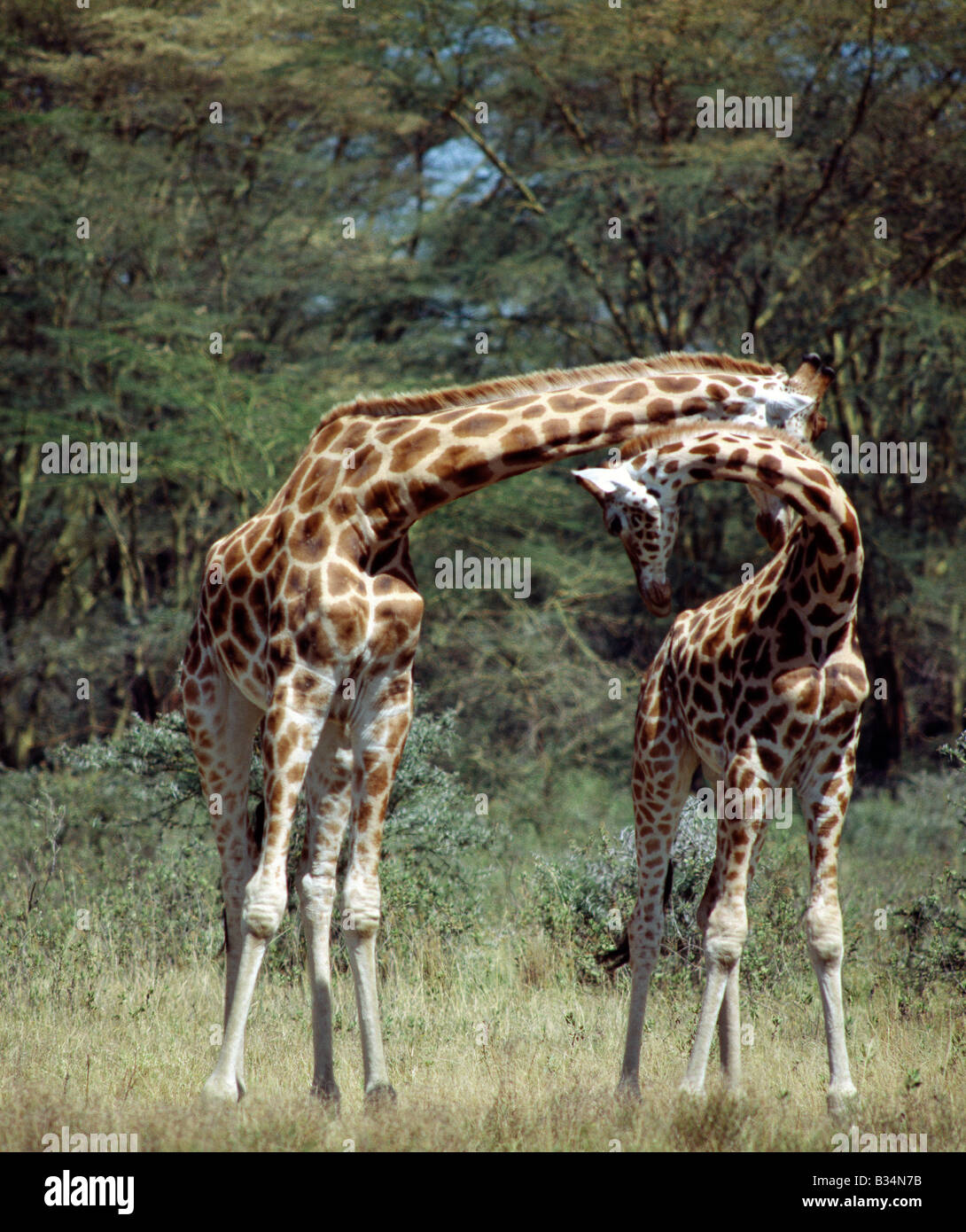 Kenya, Rift Valley Province, Lake Nakuru National Park. Two Rothschild giraffes 'neck' in Lake Nakuru National Park. Necking is a contest of strength and dominance undertaken by adult males or young giraffes, which stand shoulder to shoulder and aim arching blows to each other's head. . Stock Photo