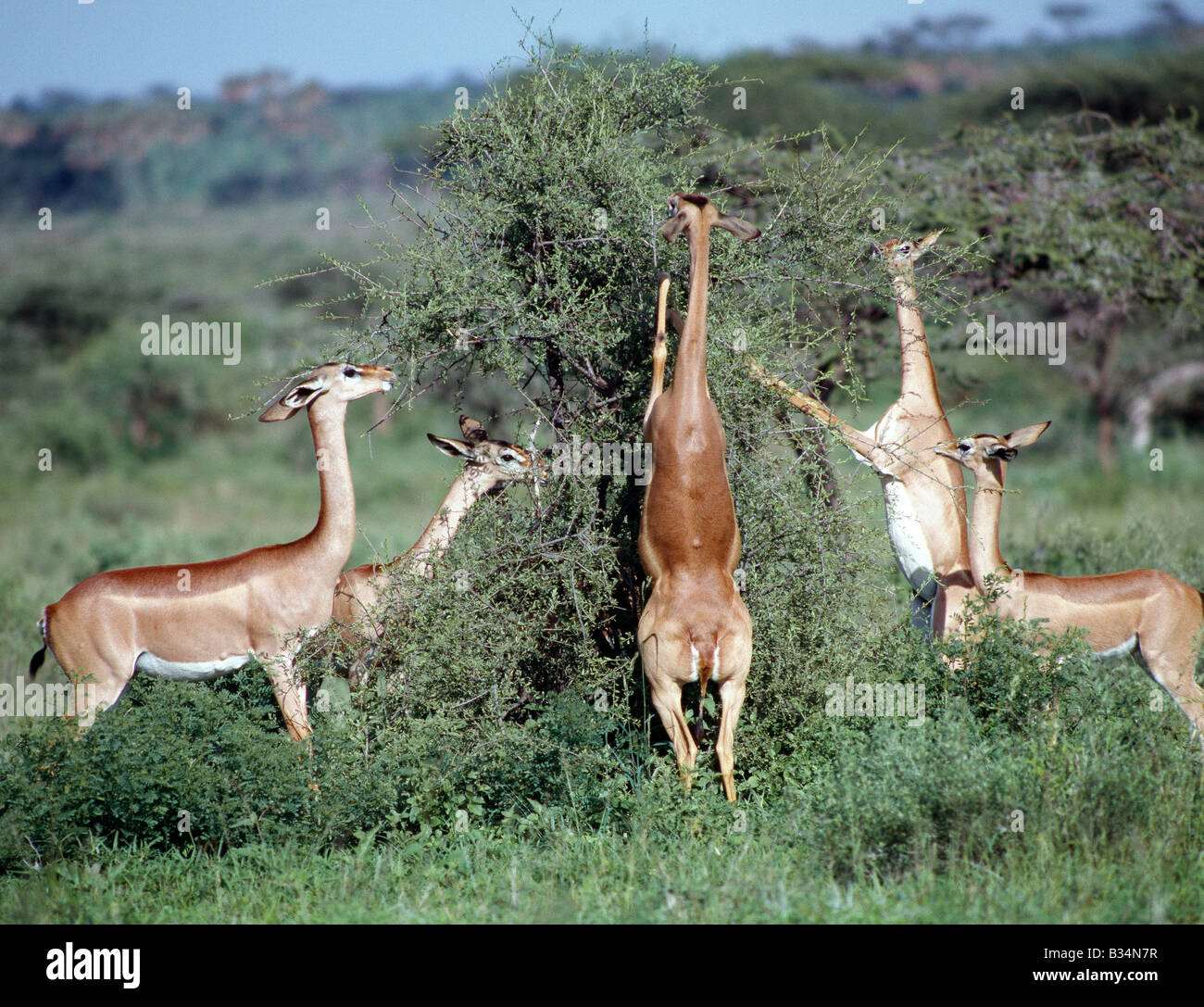 Kenya, Samburu district, Samburu National Reserve. A group of gerenuk (a name derived from the Somali language meaning 'giraffe Stock Photo