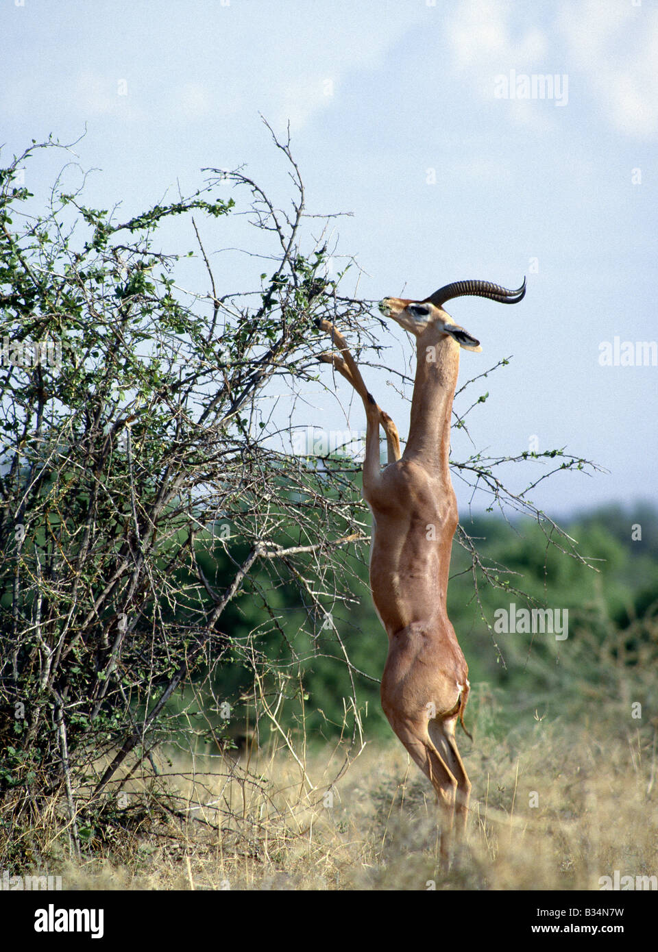 Kenya, Samburu district, Samburu National Reserve. A male gerenuk (a name derived from the Somali language meaning 'giraffe necked') feeding in the Samburu National Reserve of Northern Kenya. Strictly browsers, gerenuk can often been seen feeding on branches six feet high by standing on their wedge-shaped hooves, supported by their strong hind legs.Well adapted to semi-arid lands, they can withstand waterless conditions with ease. . Stock Photo