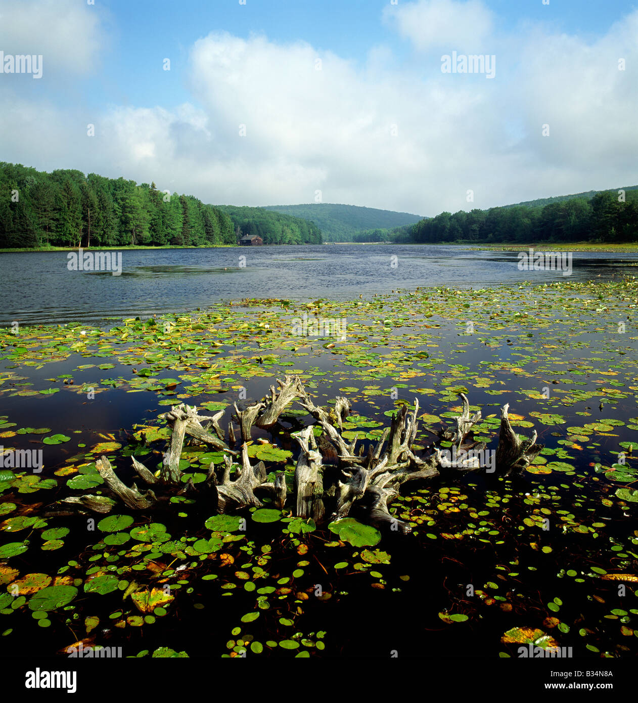 BLACK MOSHANNON STATE PARK, BLACK MOSHANON LAKE, A UNIQUE NATURAL BOG
