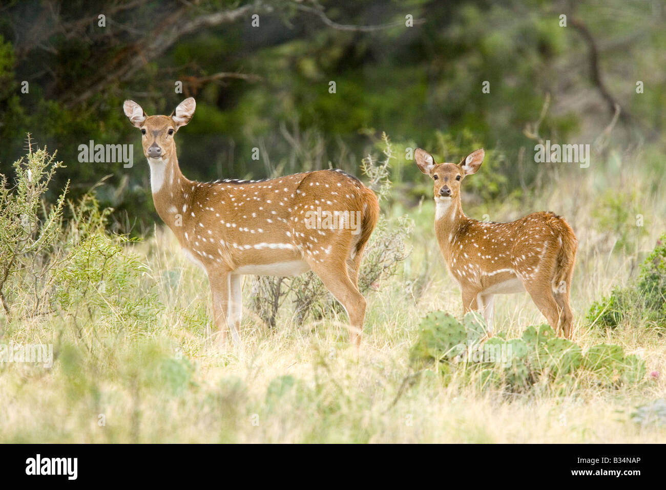 Axis Deer Cervus axis Ozona Texas United States 12 August Adult Female