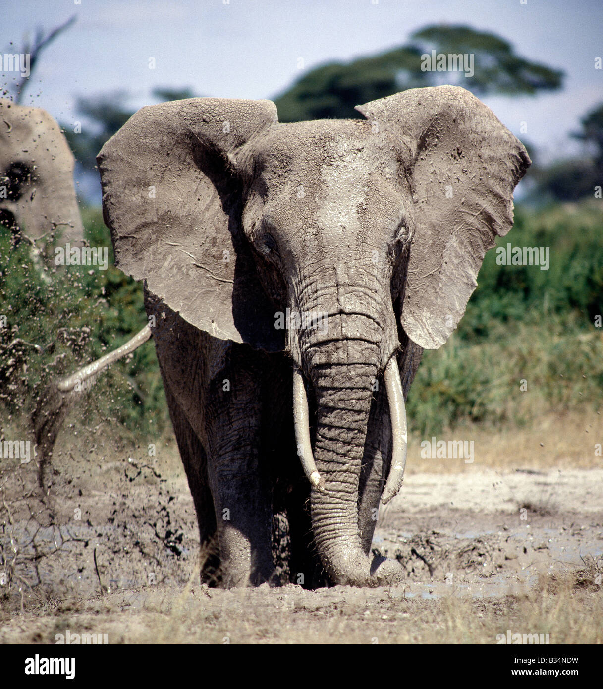 Kenya, Aberdare National Park, The Ark. An elephant takes a mud bath in the Amboseli National Park. Stock Photo
