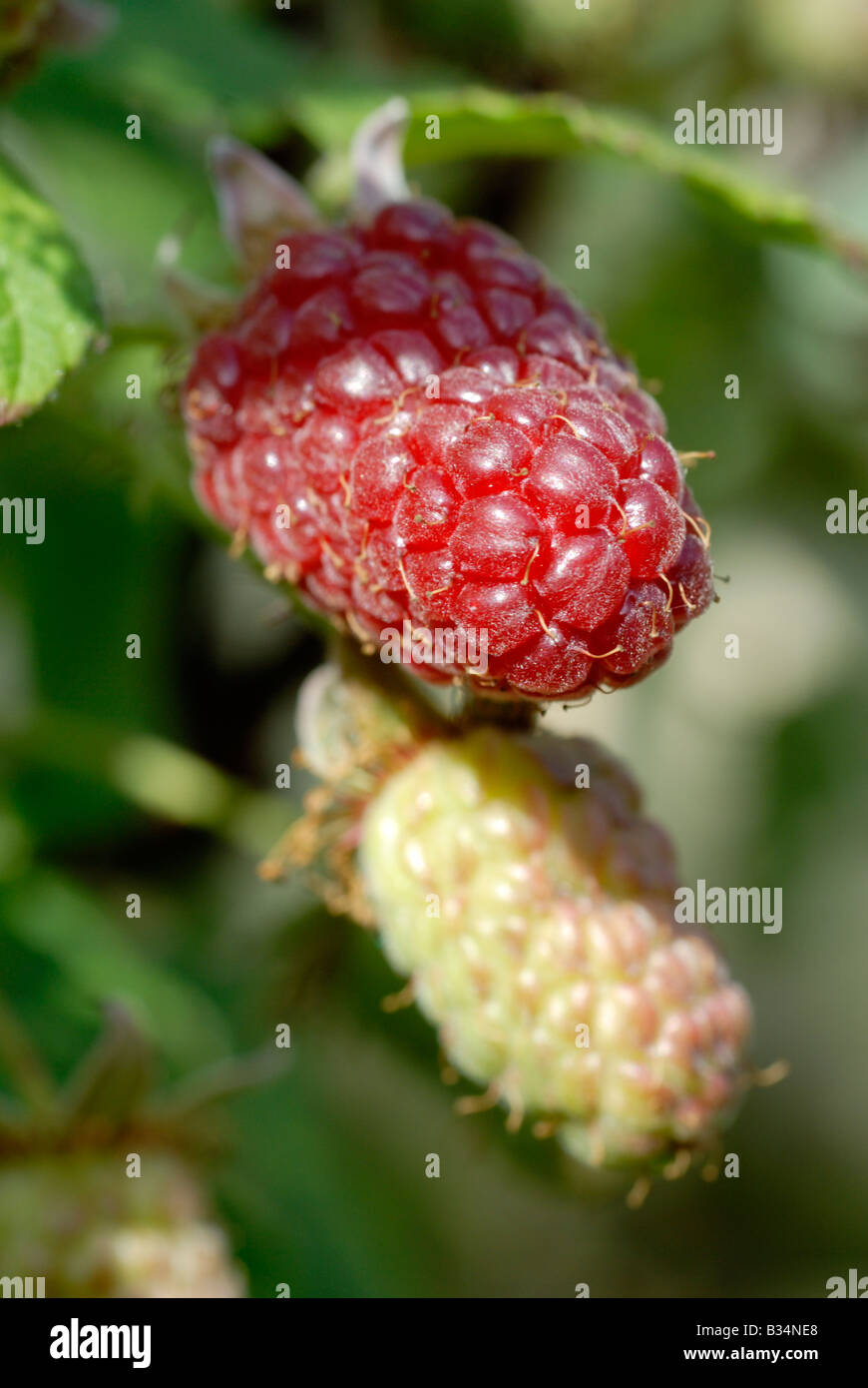 Tayberries hi-res stock photography and images - Alamy