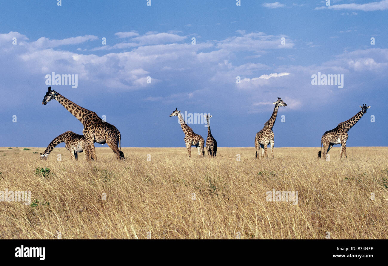 Kenya, Narok District, Masai Mara National Reserve. Masai giraffes in the Masai Mara Game Reserve. Stock Photo