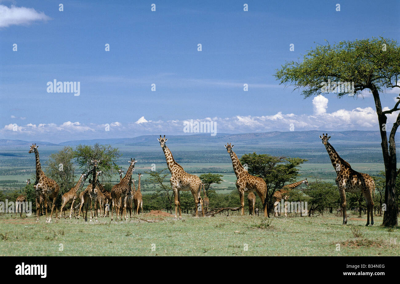 Kenya, Narok District, Masai Mara National Reserve. A large herd of Masai giraffes in the Masai Mara Game Reserve. Stock Photo