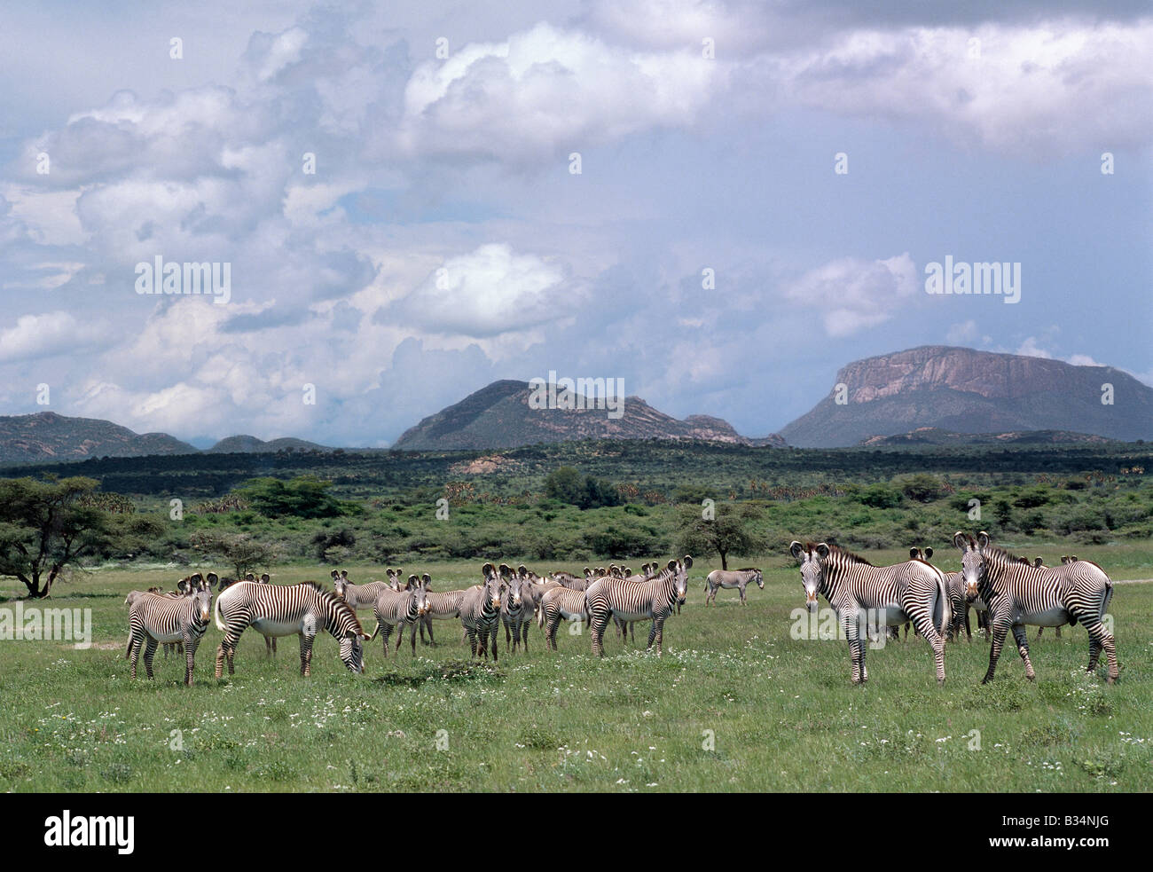 Kenya, Samburu district, Samburu National Reserve. A large herd of Grevy's zebra in the Samburu National Reserve. Grevy's zebras Stock Photo