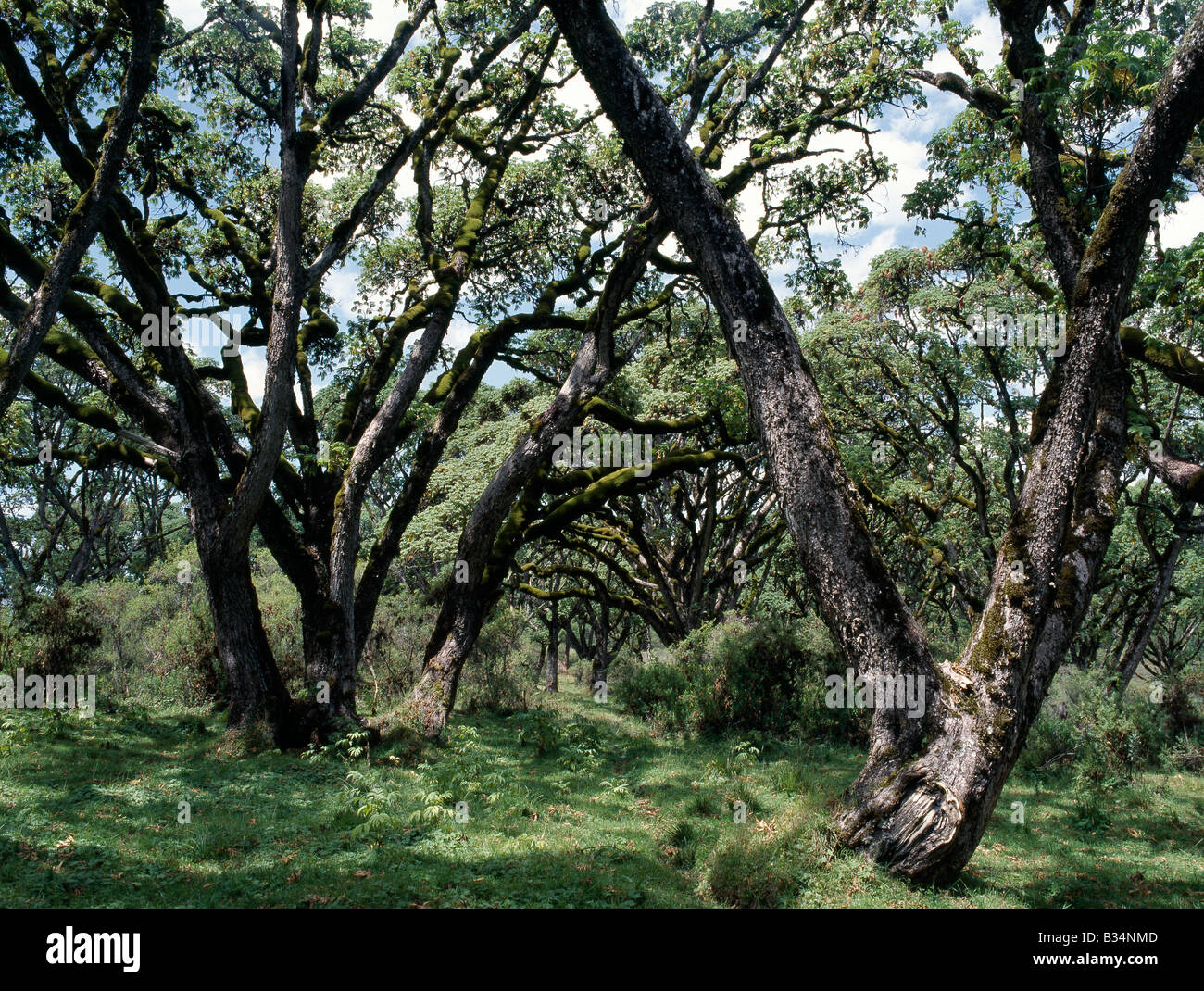 Kenya, Central Province, Aberdare National Park. A grove of Hagenia trees at 10,000 feet in the Aberdare National Park.. Stock Photo