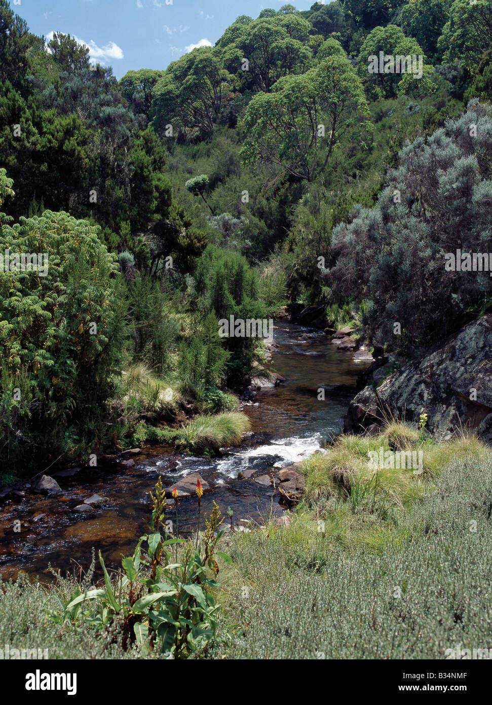 Kenya, Central Province, Aberdare National Park. A mountain stream on the 10,000-foot-high moorlands. Stock Photo